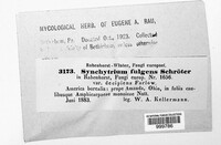 Synchytrium fulgens var. decipiens image